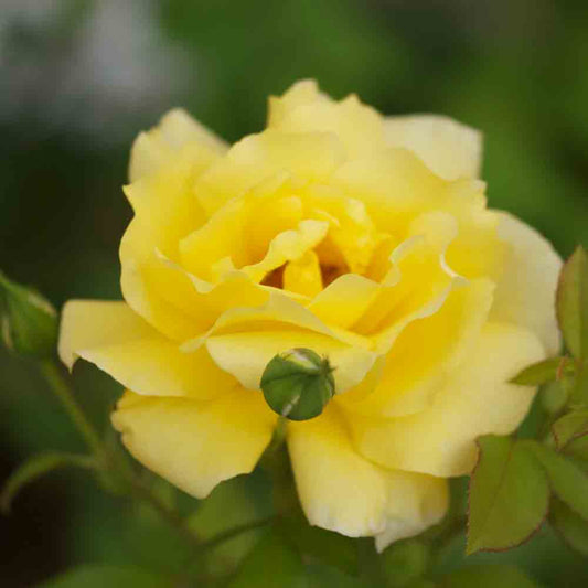 GOLDEN MASTERPIECE ROSE - LARGE FLOWERS