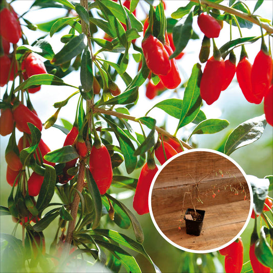 GOJI AB - PFLANZE