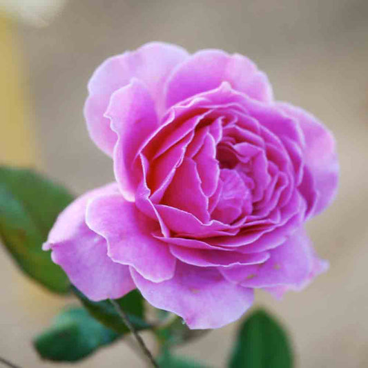 PERIGUEUX® SMILE ROSE – GROSSE BLÜTEN