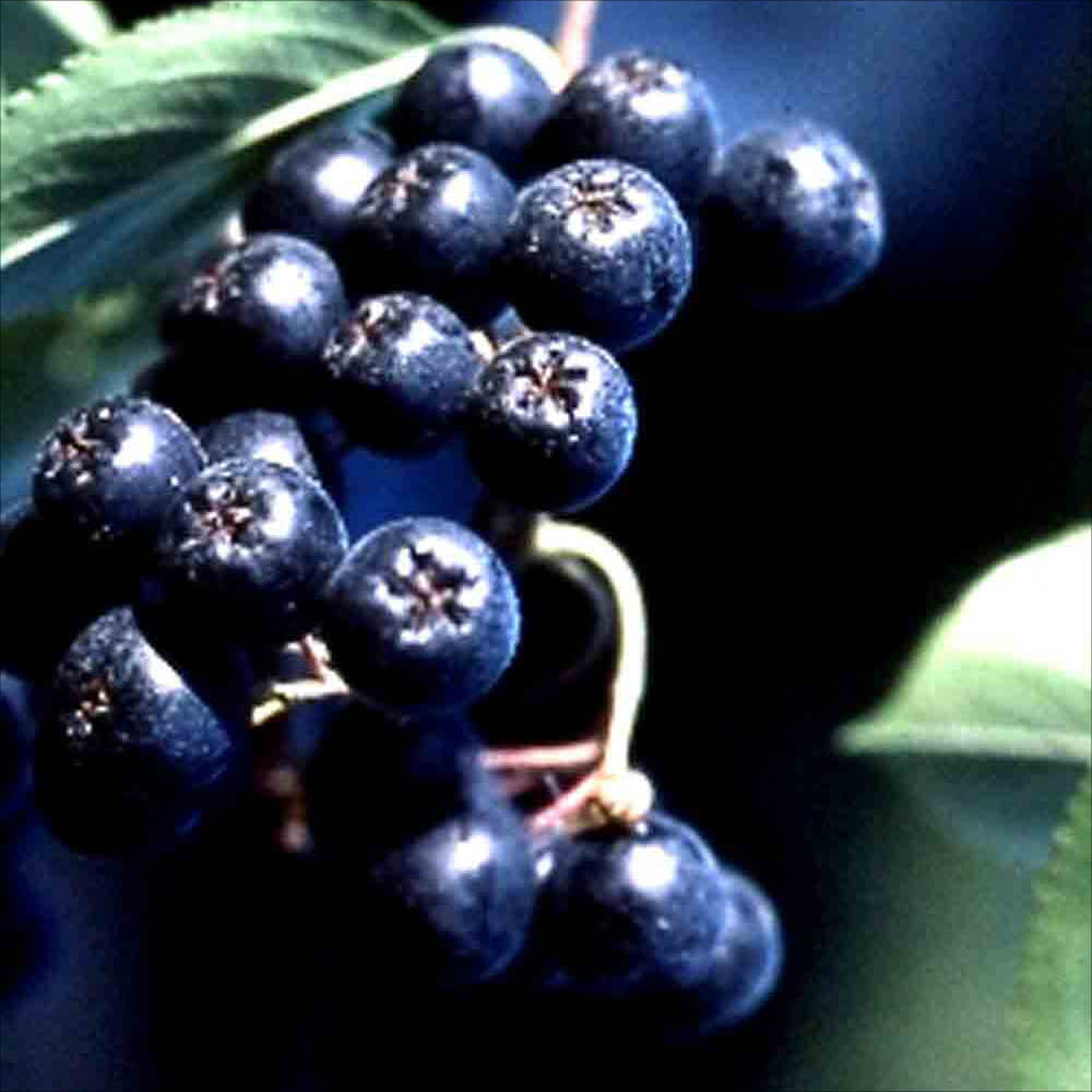 ARONIA AB - PFLANZE