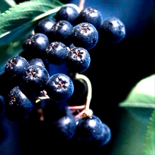 ARONIA AB - PFLANZE