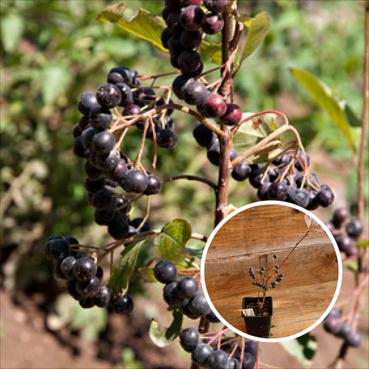 BLACK ROSE TREES AB - PLANT