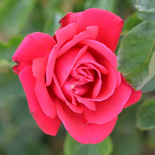 LADY OF HEART ROSE - LARGE FLOWERS