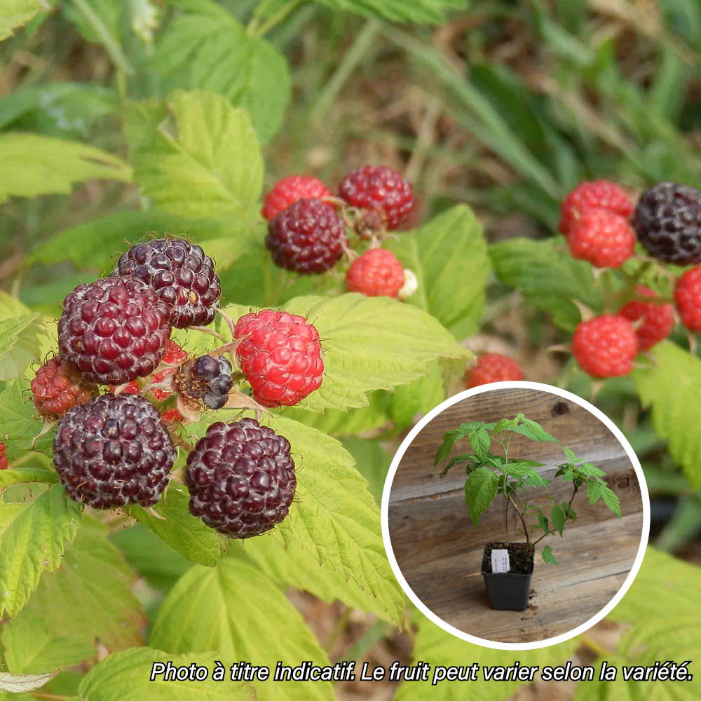 SCHWARZE HIMBEERE AB - PFLANZE