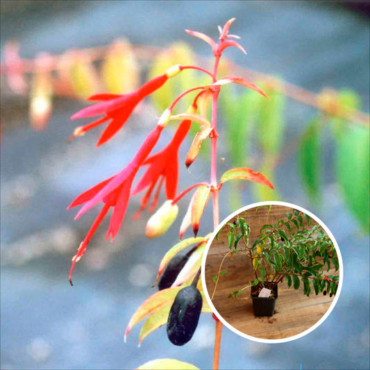 ESSBARE FUCHSIA AB - PFLANZE
