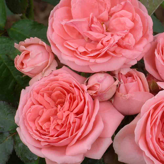 KIMONO ROSE - OLD