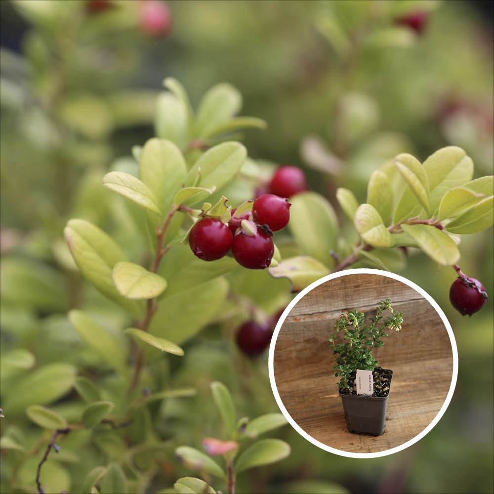 PREISELBEERE CRANBERRY 1 PFLANZE AB