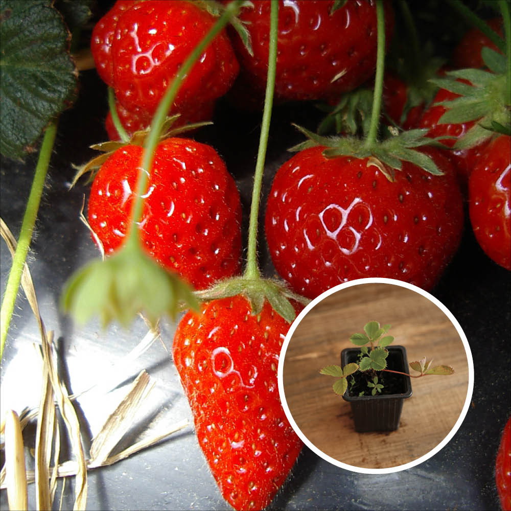CIJOSEE AB STRAWBERRY PLANT - PLANT
