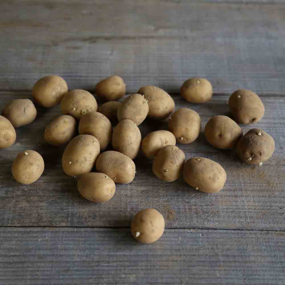AGATA AB POTATO