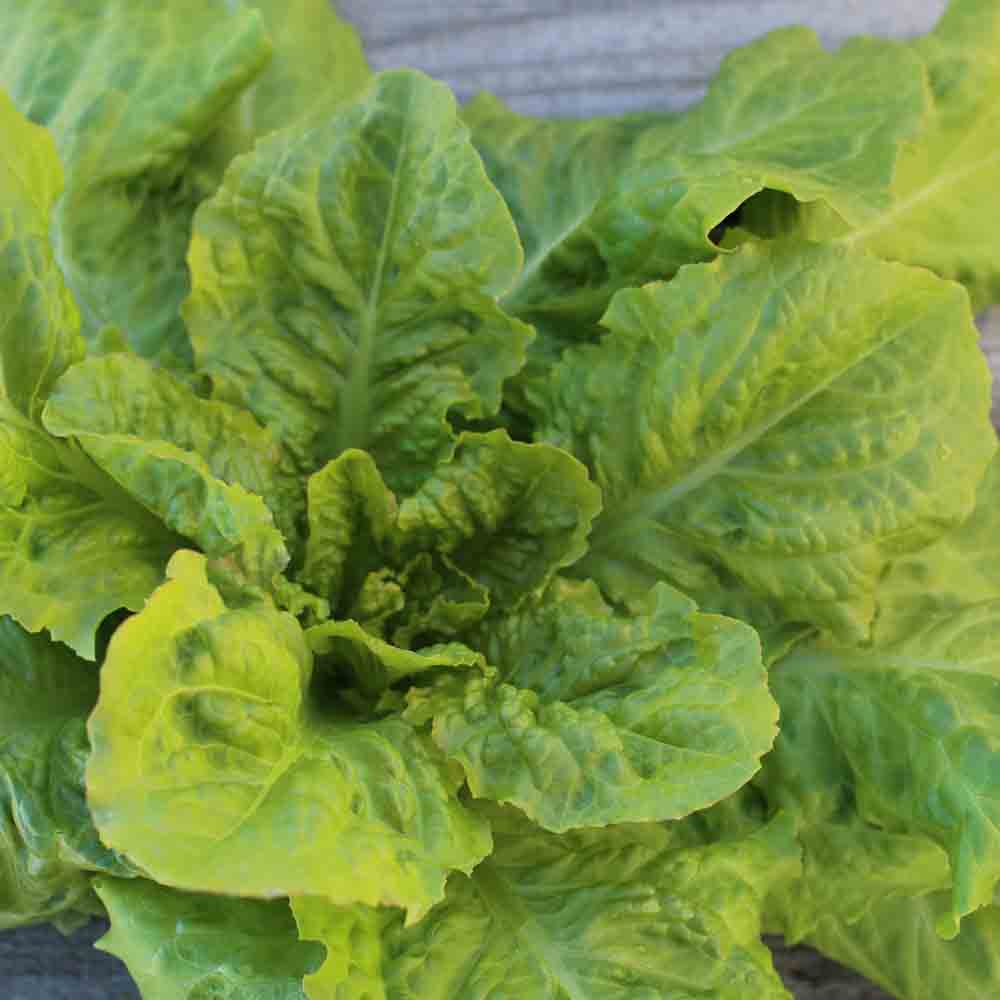 ROMAINE LETTUCE CHARENTES CHICORY AB