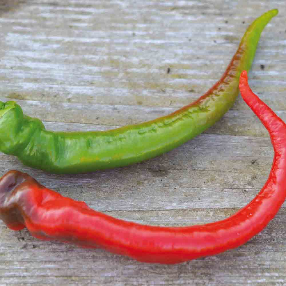 VERY LONG SWEET PEPPER FROM LANDES AB