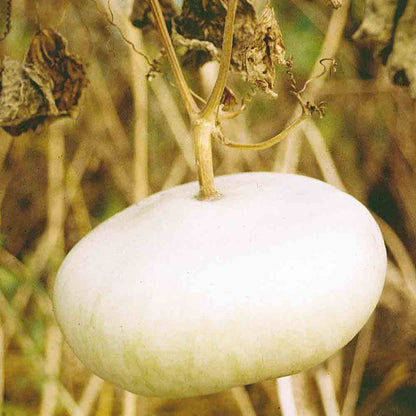 GOURD OR FLAT CALABASH FROM CORSICA AB