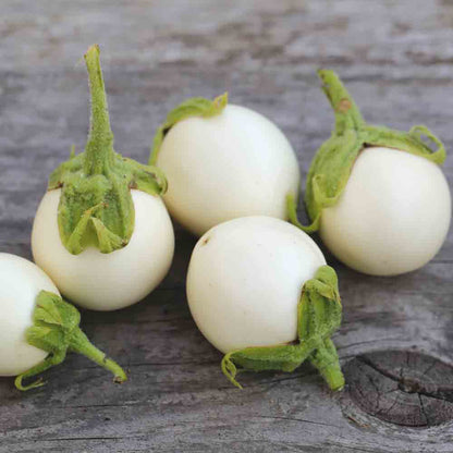AUBERGINE BLANCHE RONDE A OEUF AB - PLANT