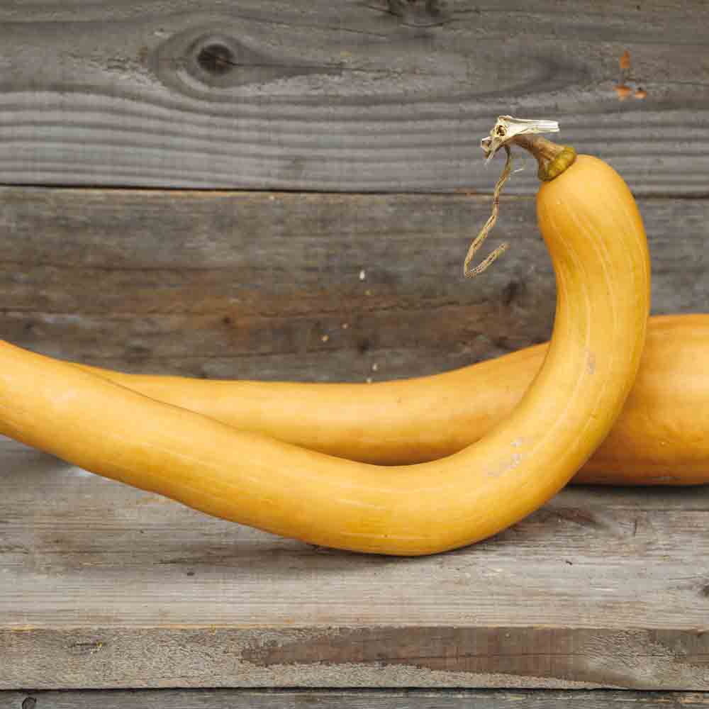 BUTTERBUTT SQUASH TROMBOCINO D’ALBINGA AB