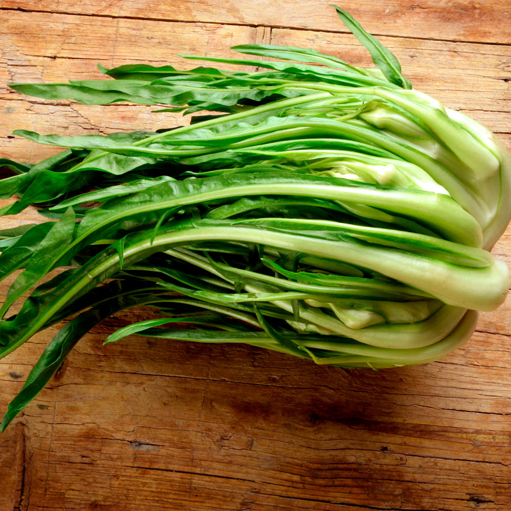 CHICOREE CATALOGNE PISSENLIT AB  OU CATALOGNA PUNTARELLA A FLOGLIA STRETTA 