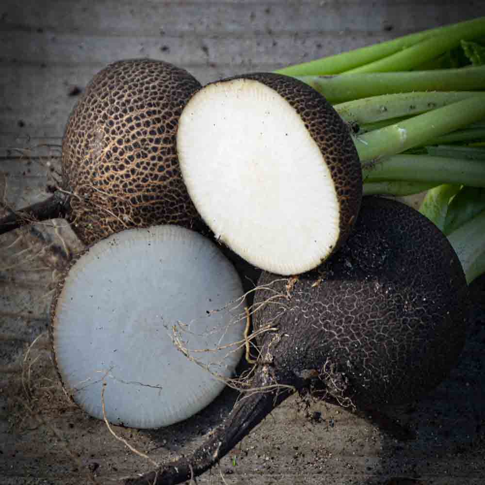 BLACK RADISH LARGE ROUND WINTER AB