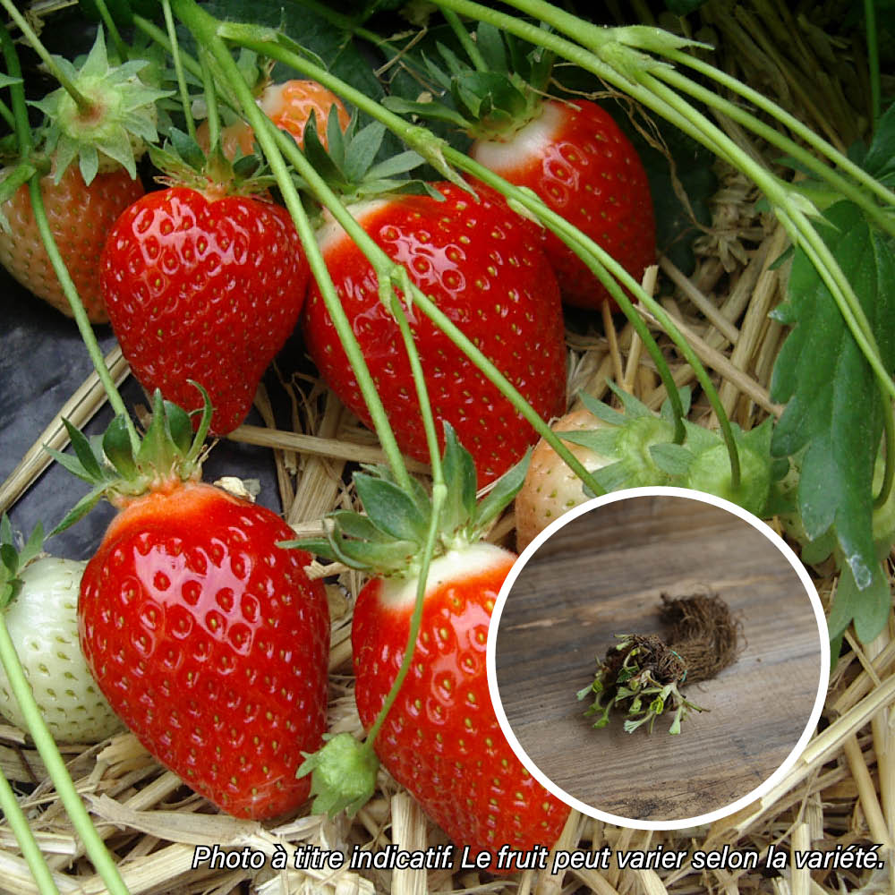 CANDISS AB STRAWBERRY PLANT batch of 13 bare root plants