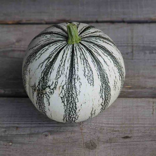 PEPITA SQUASH AB