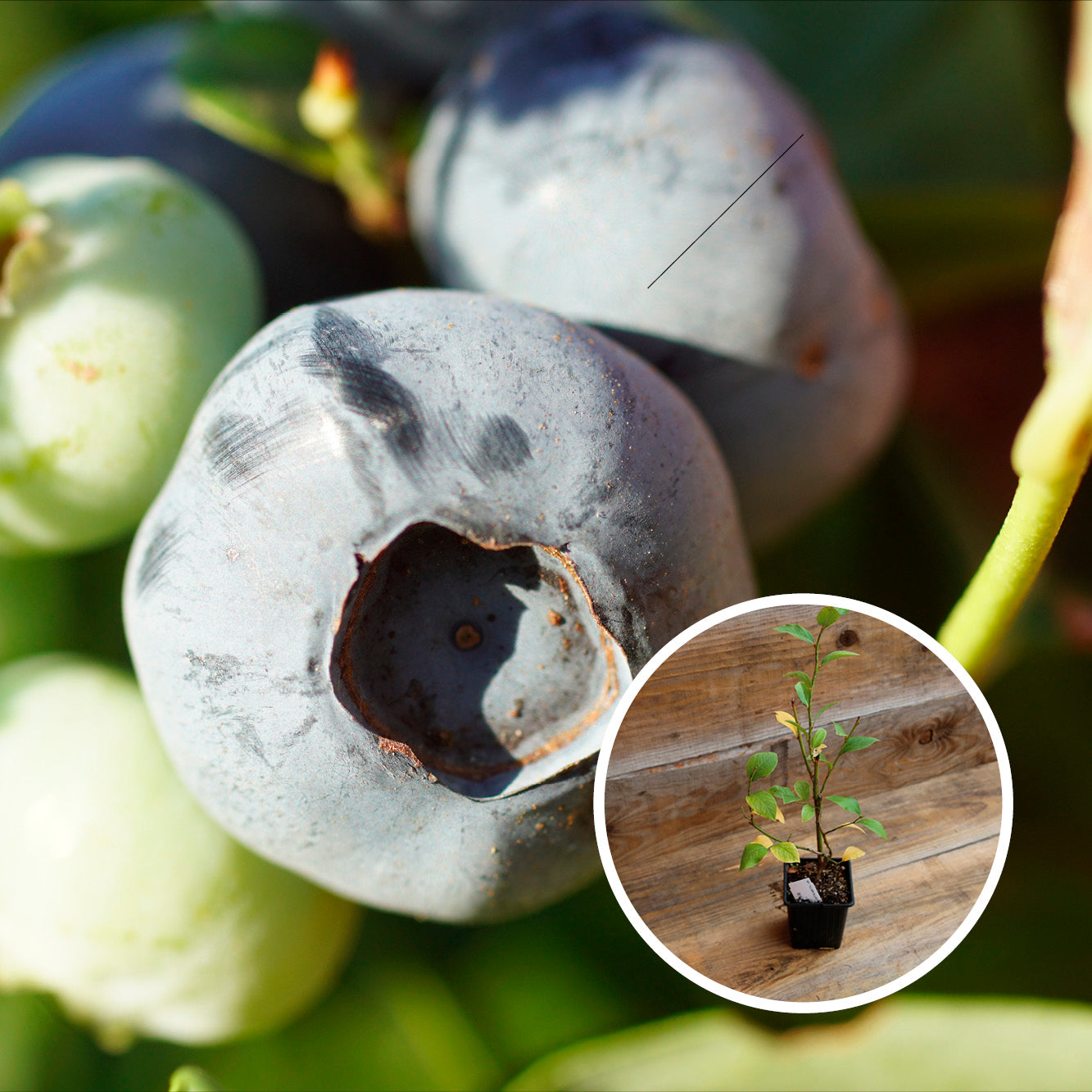 MYRTILLIER ARBUSTIF DARROW AB - PLANT 