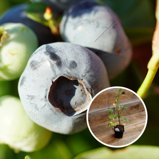 MYRTILLIER ARBUSTIF DARROW AB - PLANT 