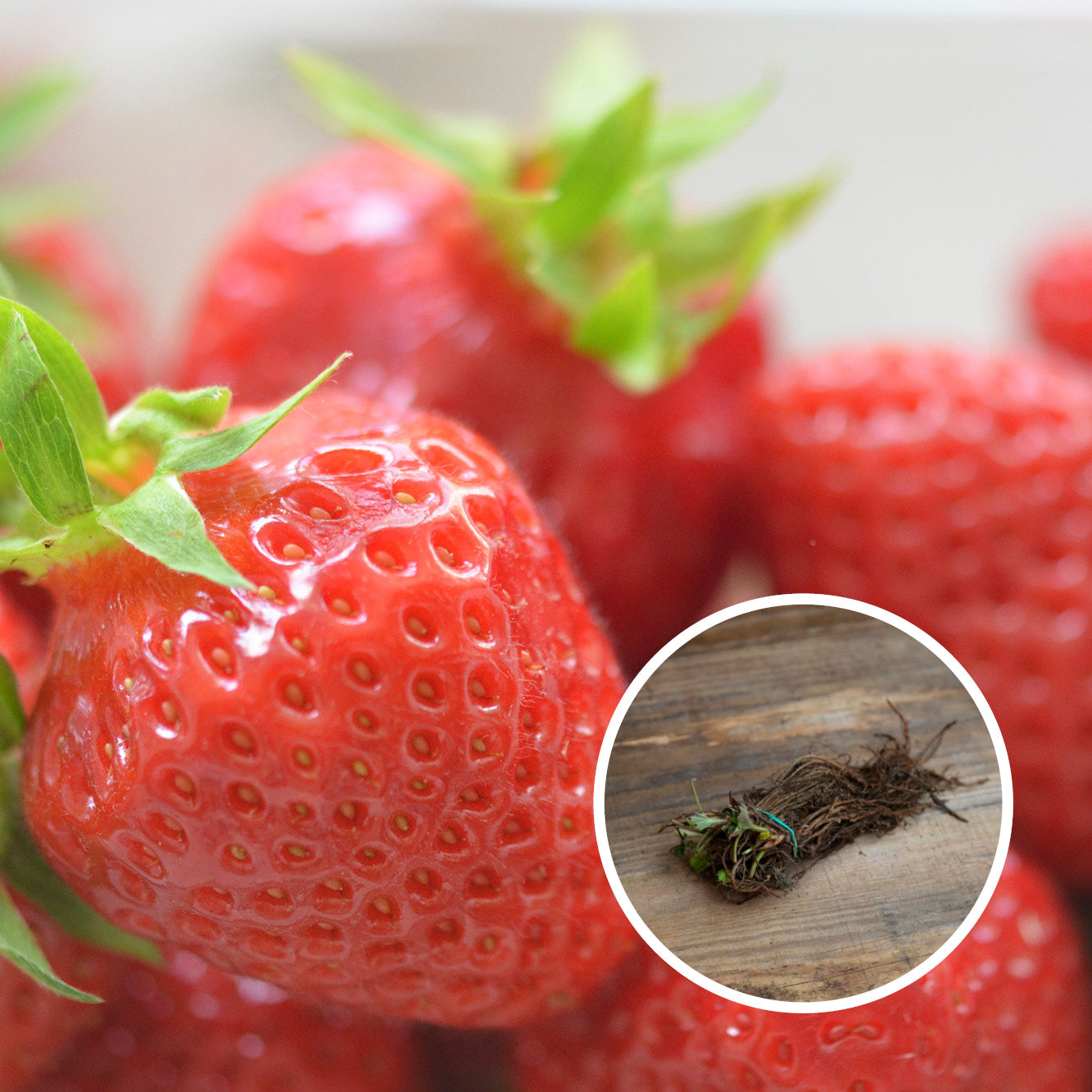 FRAISIER CIRAFINE AB (13 plants en racine nues) 