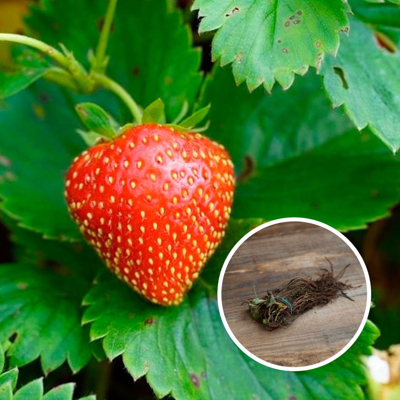 FRAISIER CHARLOTTE AB (13 plants en racine nues) 