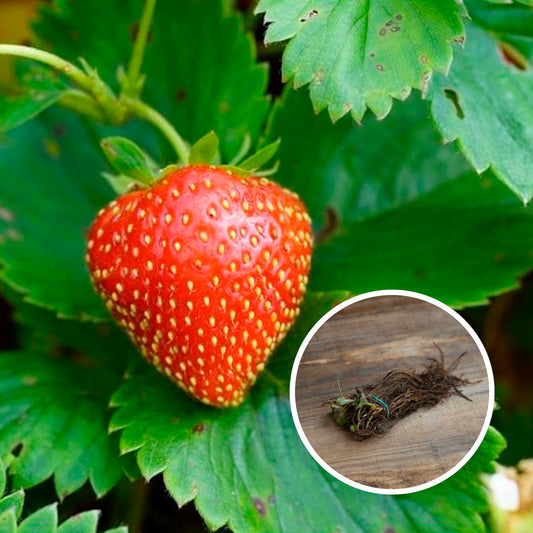 FRAISIER CHARLOTTE AB (13 plants en racine nues) 