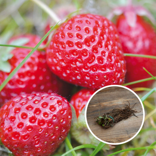 FRAISIER MADAME MOUTOT AB (13 plants en racine nues) 