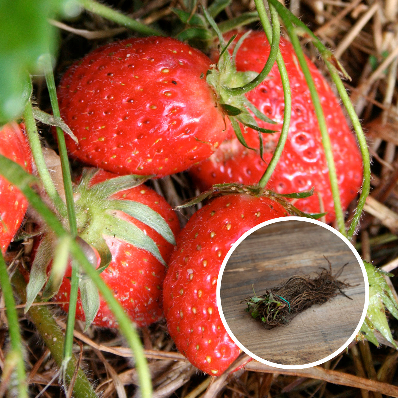 FRAISIER MAMIE AB (13 plants en racine nues) 