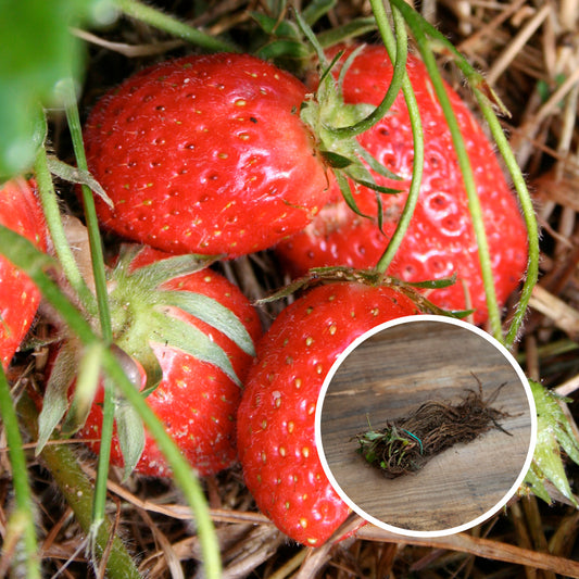 FRAISIER MAMIE AB (13 plants en racine nues) 