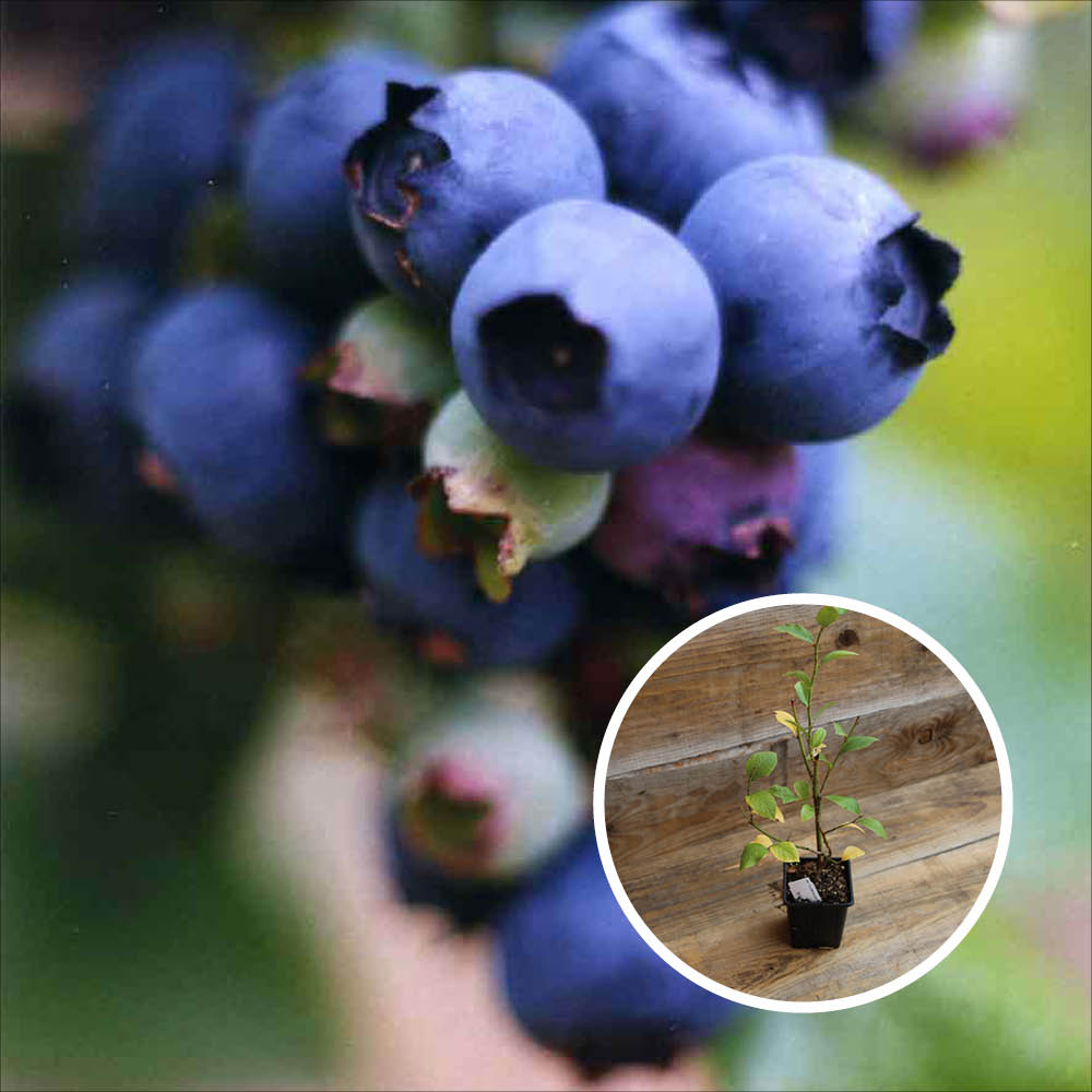 BLUEBERRY SHRUB ESTIVE AB - PLANT