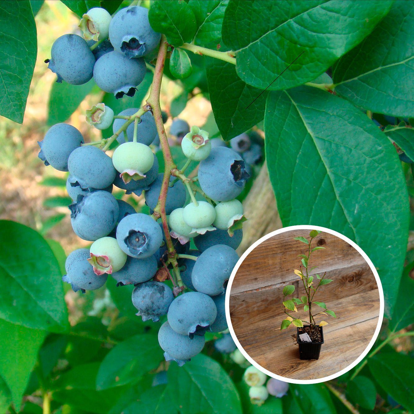 MYRTILLIER ARBUSTIF BERKELEY AB -  PLANT 