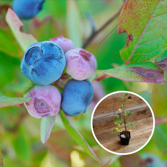 MYRTILLIER DARKELEY AB - PLANT 