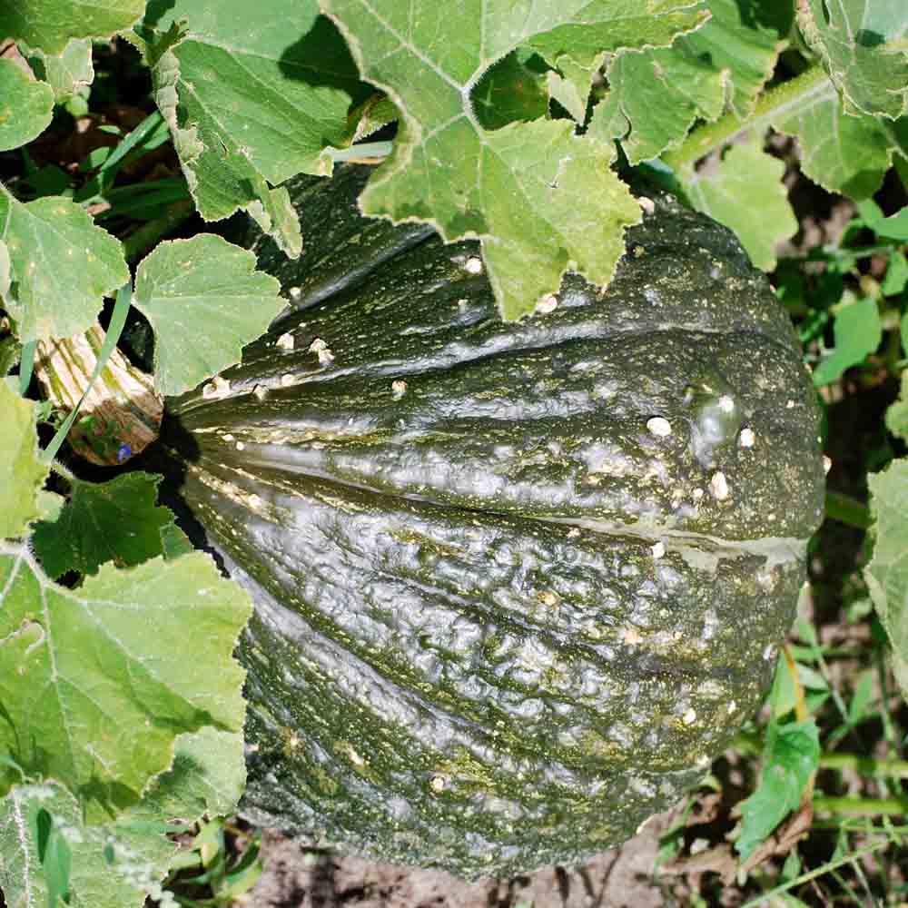 PUMPKIN GREEN HUBBARD AB