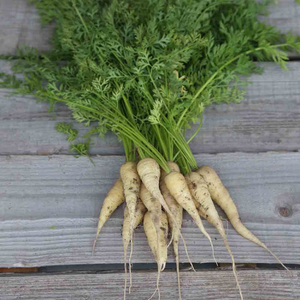 WHITE CARROT FROM KUTTINGEN AB