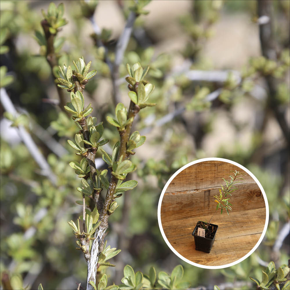 SEA BUCKTHORN MALE MASCULI AB - PLANT