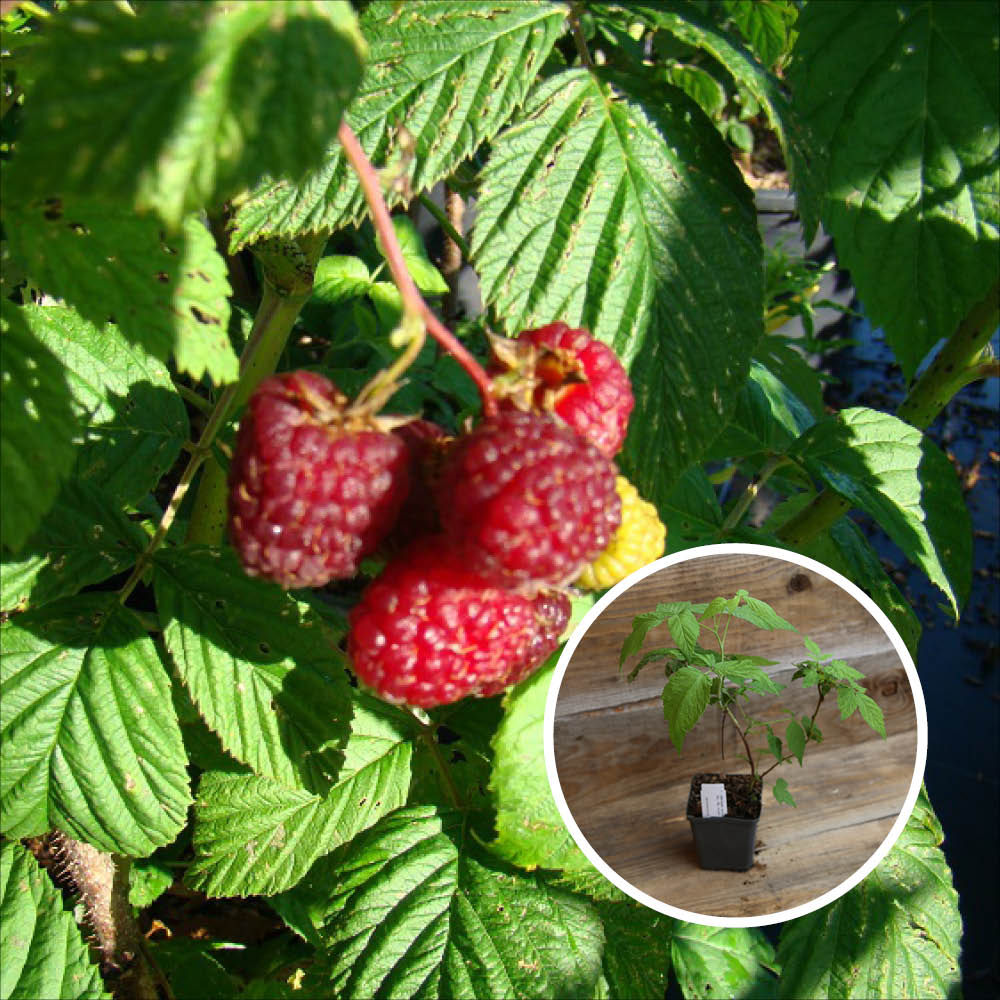RED RASPBERRY WILLAMETTE AB - PLANT