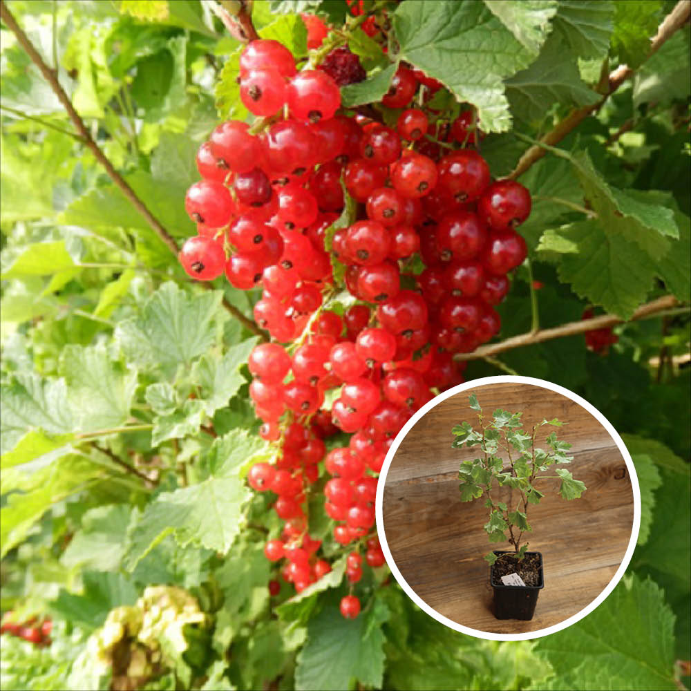 RED CURRANT LONDON MARKET AB - PLANT