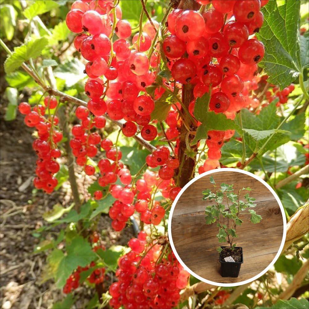 RED CURRANT WILDER AB - PLANT