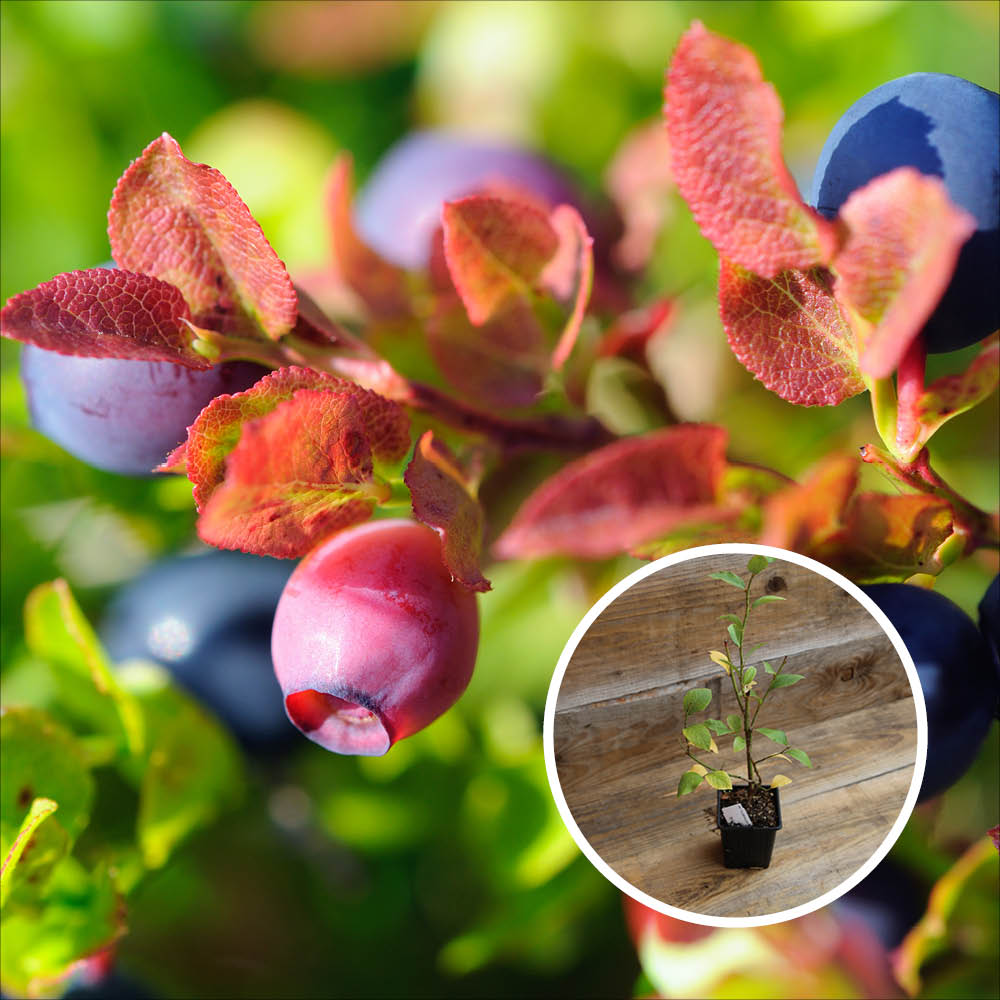 BLUECROP AB SHRUB BLUEBERRY - PLANT