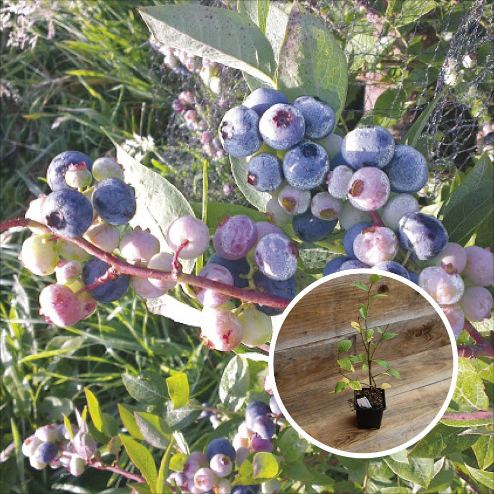 BLUEBERRY SHRUB BRIGITTA AB - PLANT