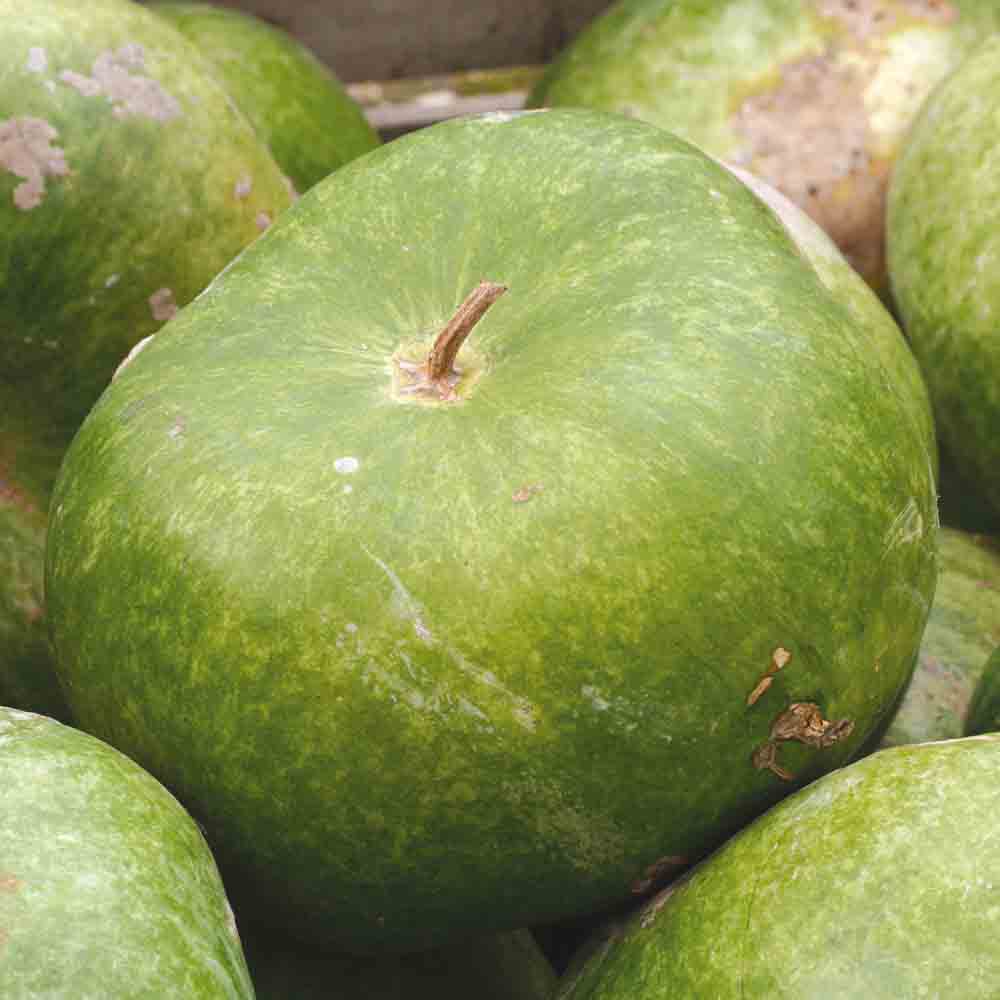 AFRICAN GOURD OR CALABASH AB