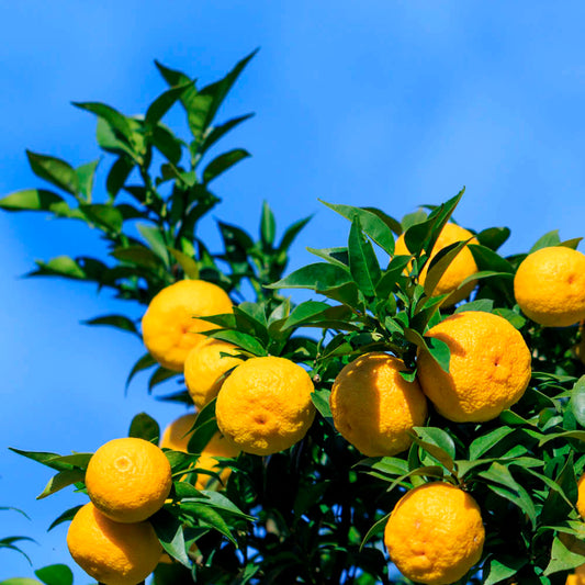 YUZU - PFLANZE