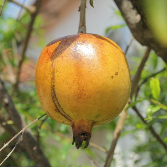 AB GELBER FRUCHT-GRANATAPFELBAUM - PFLANZE