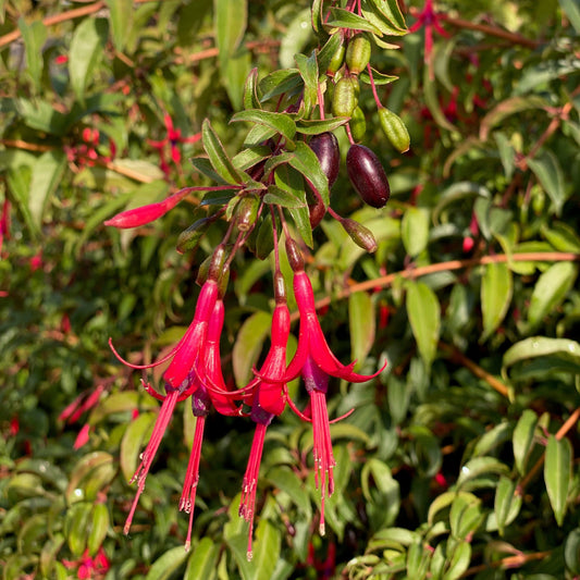 ESSBARE FUCHSIE - PFLANZE