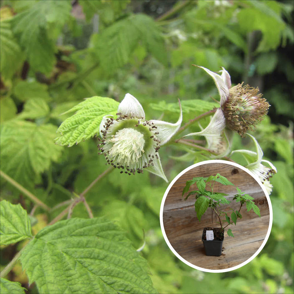 ROTE HIMBEERE MALLING PROMISE AB - PFLANZE