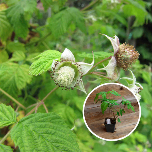 ROTE HIMBEERE MALLING PROMISE AB - PFLANZE