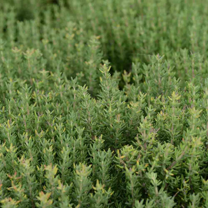 COMMON THYME AB - PLANT