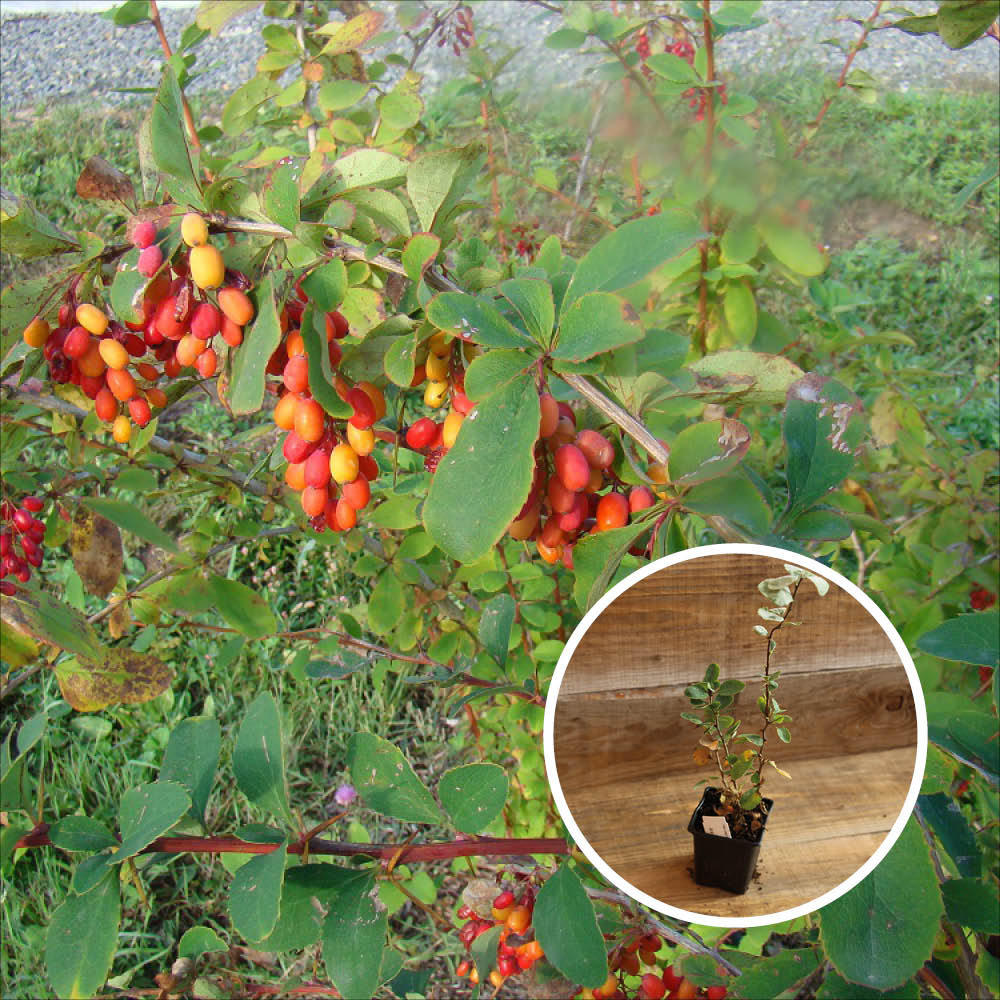 KOREAN BARBERIS KOREANA RED TEARS AB - PLANT