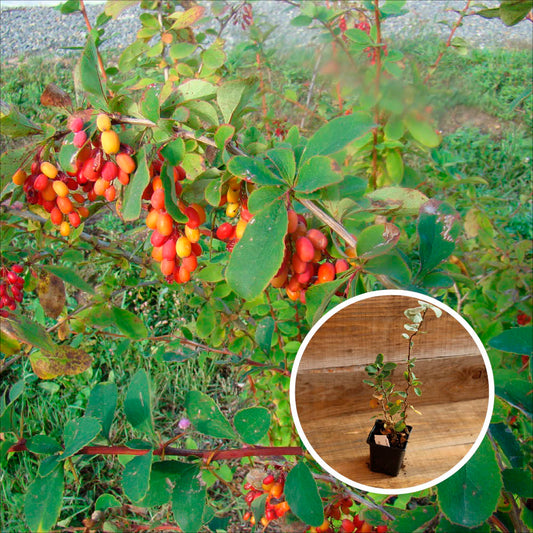 KOREAN BARBERIS KOREANA RED TEARS AB - PLANT